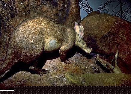 aardvark