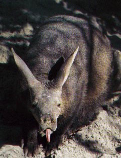 aardvark, sticky tongue