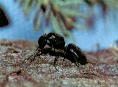 carpenter ant