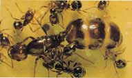 ant queen