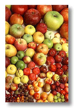 apple varieties