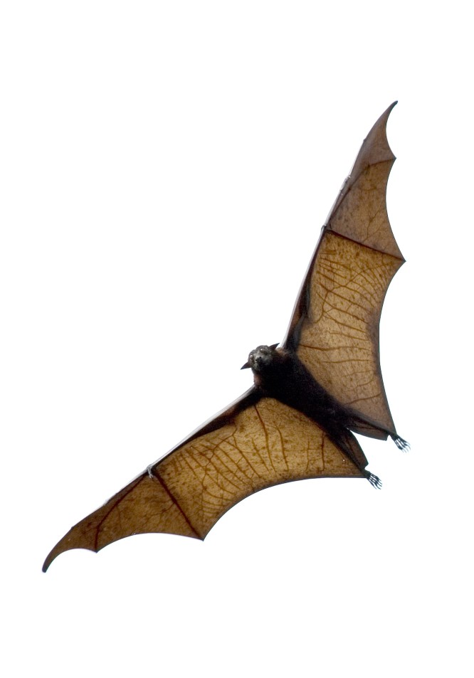 vampire bat