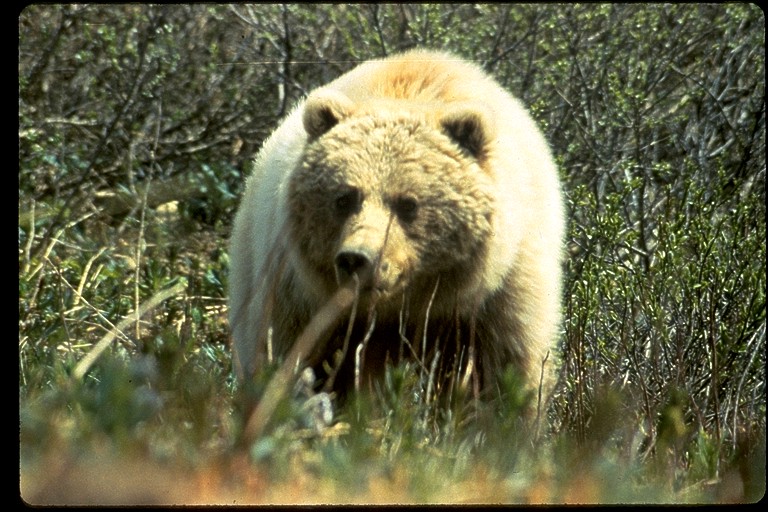 bear market