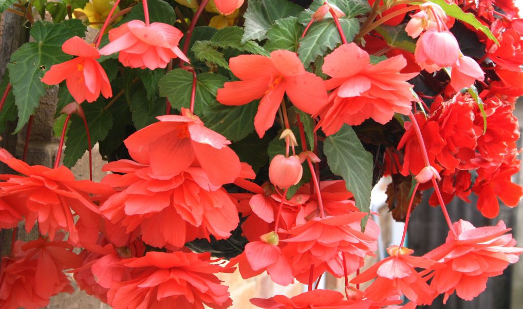 Tuberous begonias