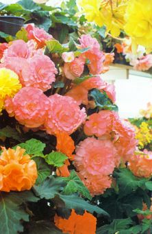 brazen flowers