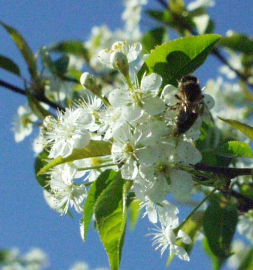black cherry tree