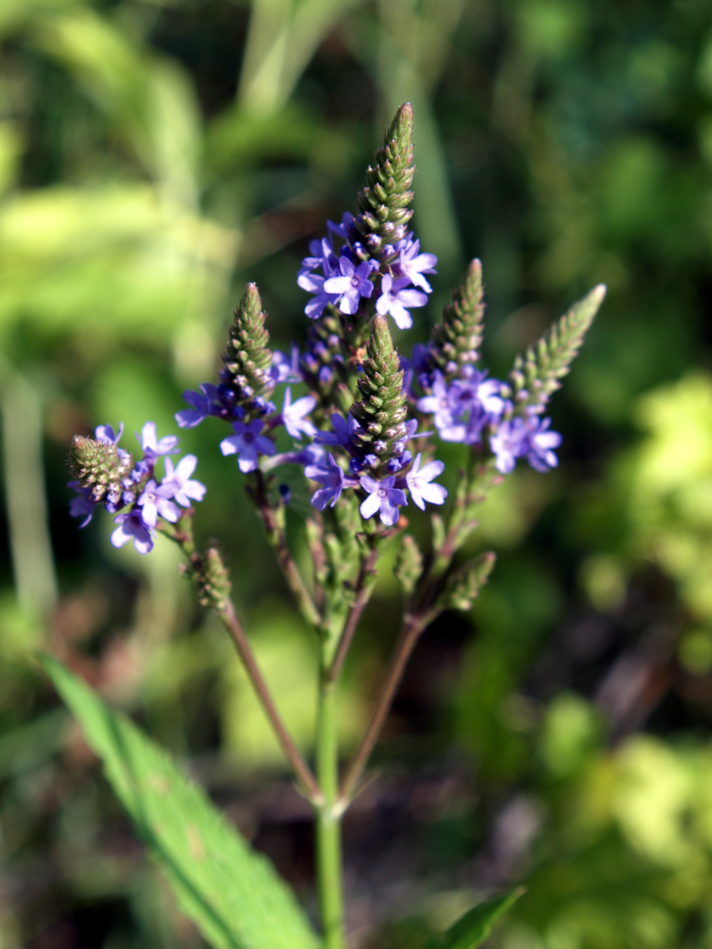 wildflowers