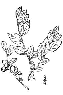 Vaccinium delavayi