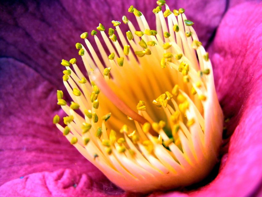 Camellia sinensis