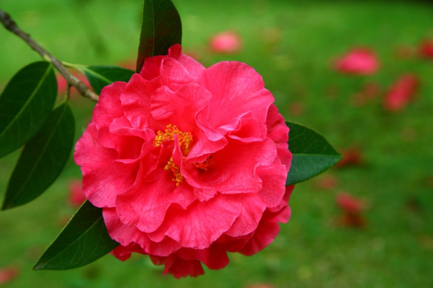 Camellia japonica