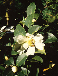 Camellia japonica