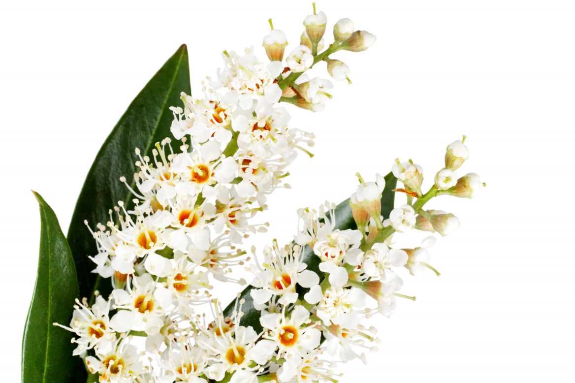 flowering cherries