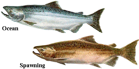 Alaska King Salmon