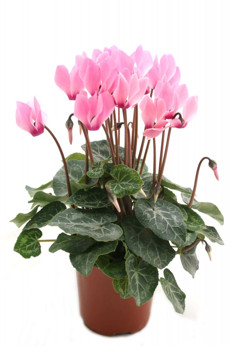 cyclamen houseplant