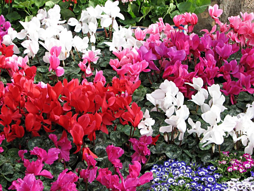 cyclamen in the garden