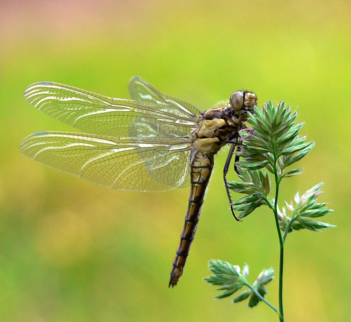 dragonfly tattoos