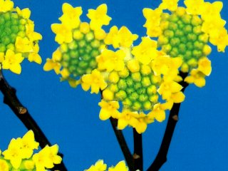 Edgeworthia Chrysantha