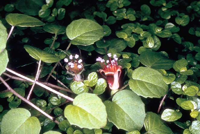 Fuchsia procumbens