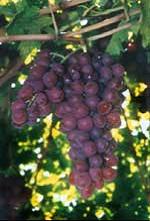 Bordeaux Grapes