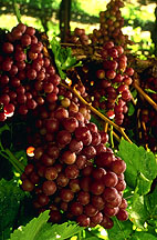 red grapes