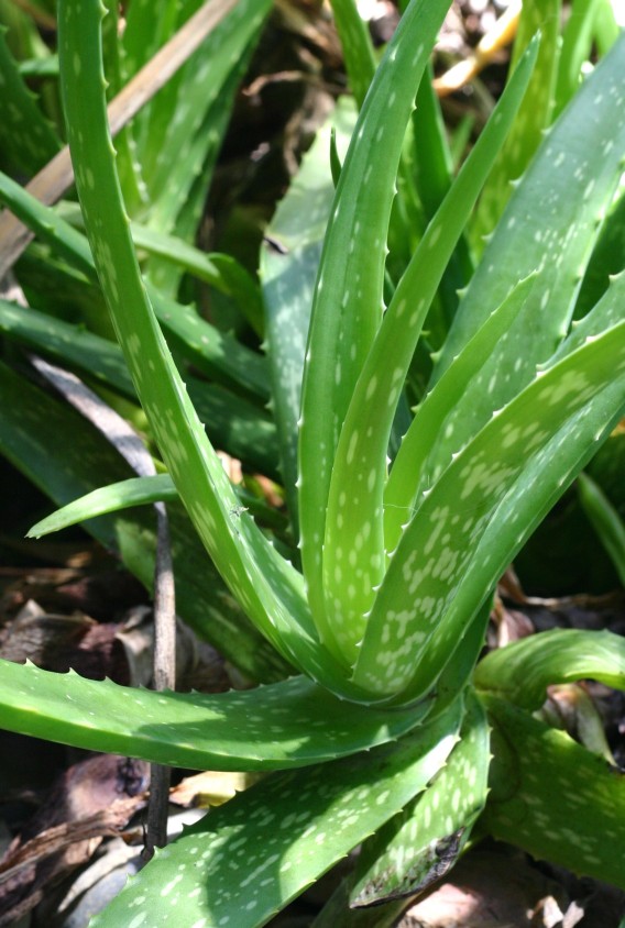 healing with aloe vera