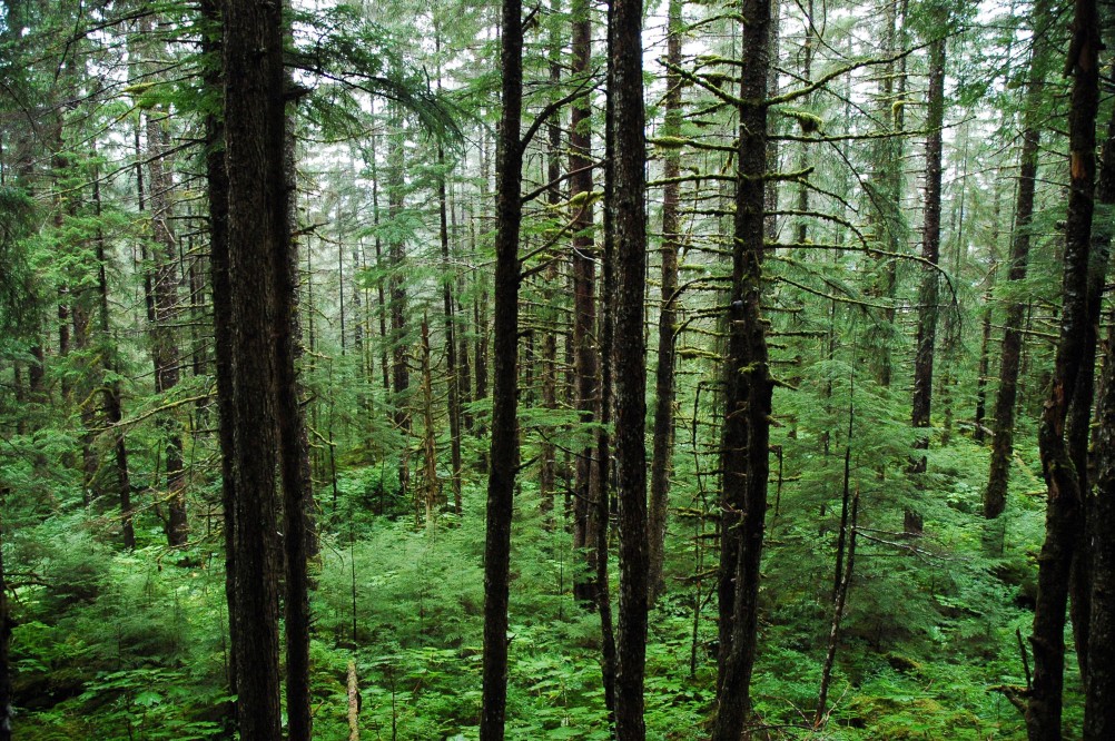 Juneau humorous