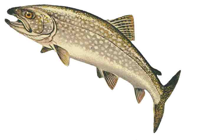 Lake Trout, Ohio Wildlife Dept