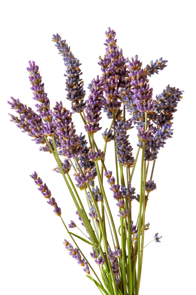 scent of lavender