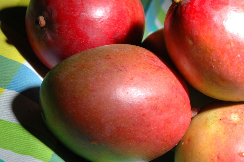 mangos for chutney