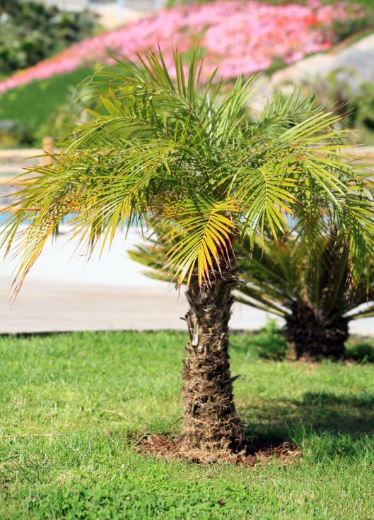 palms in garden