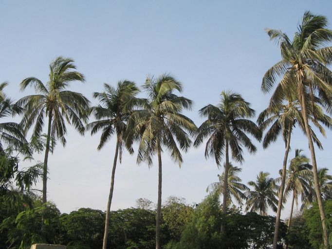 date palms