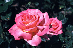 drying roses