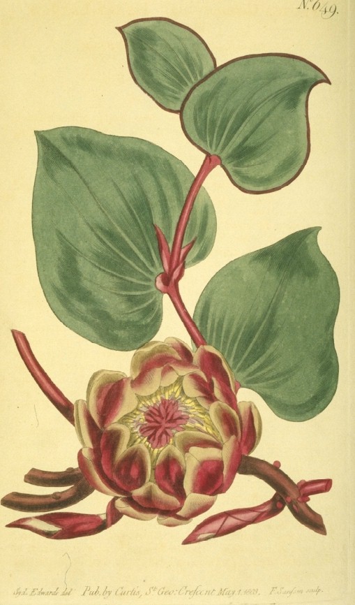Protea Family