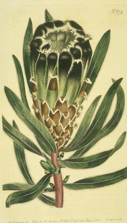 Proteaceae