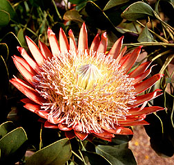 Proteaceae