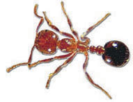 fire ant