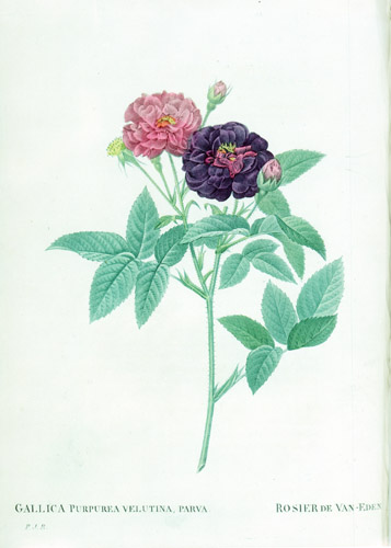 Gallica Roses