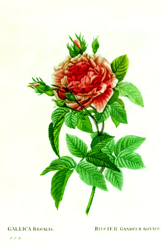 Rosa Gallica