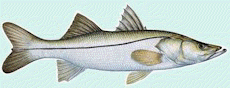 deep sea fishing, snook