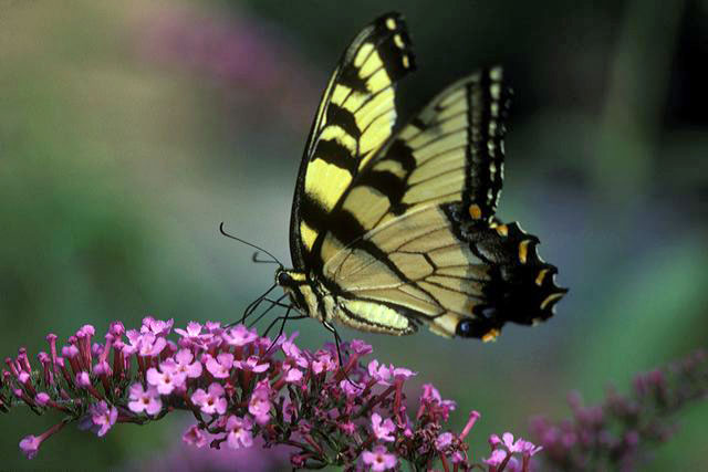 tiger butterfly