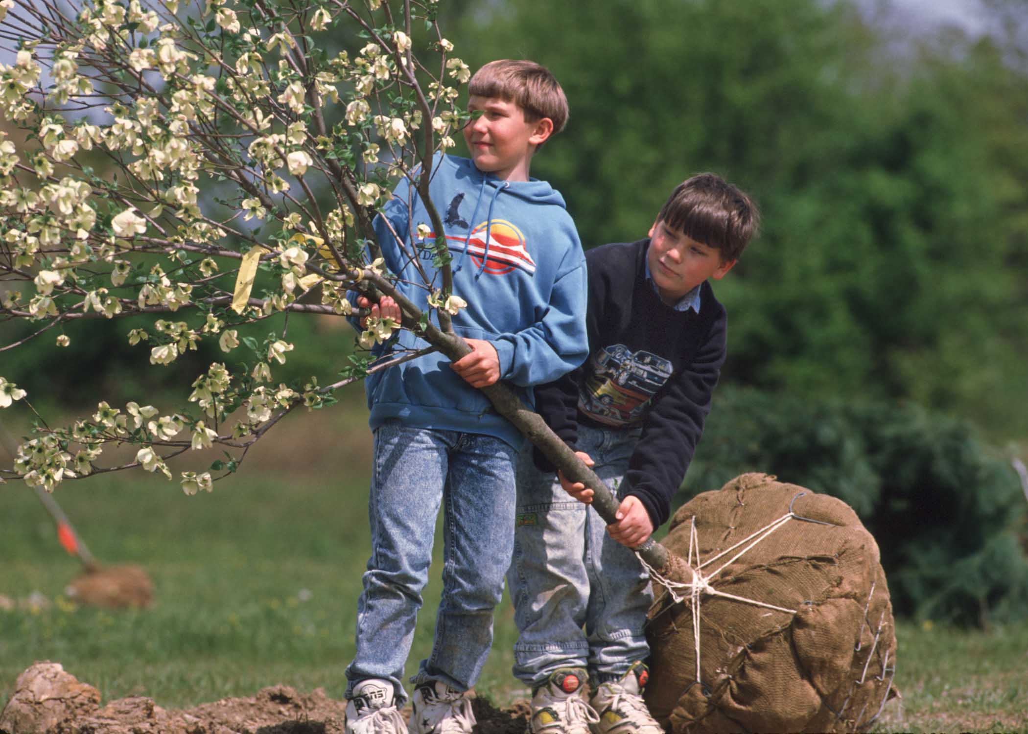 planting fruit tree