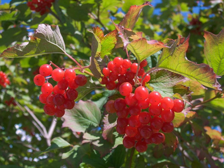 viburnum