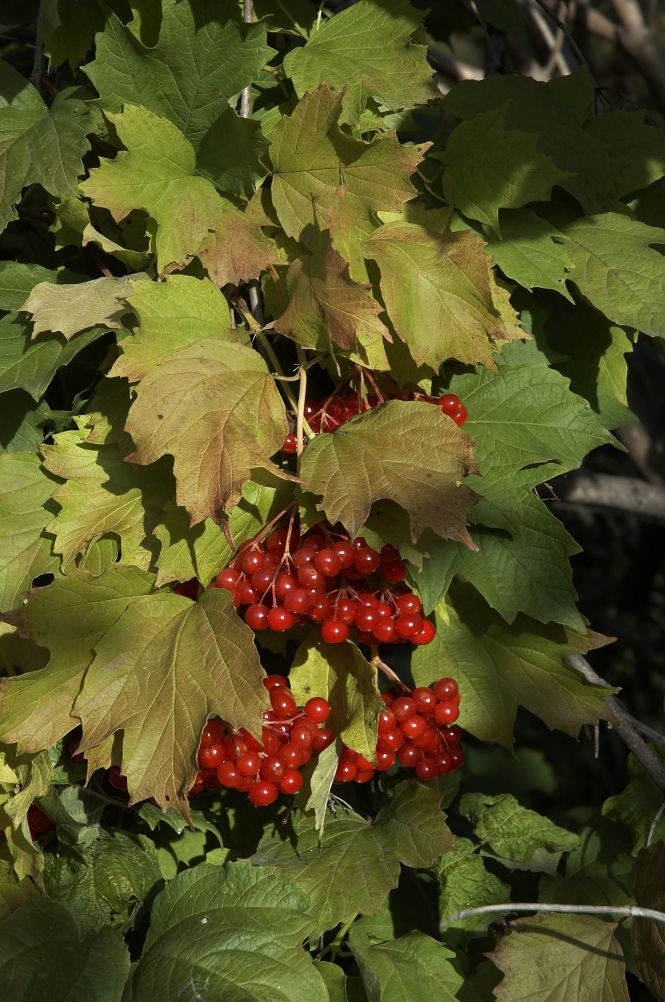 viburnum guelder-rose