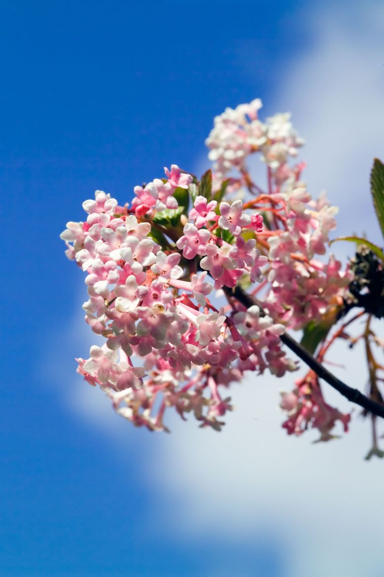 viburnum bodnantense dawn