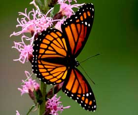garden butterfly
